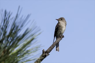 A western wood-pewee is perched on a pine branch in north Idaho