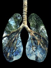 Lungs with tree-like roots representing nature and industrial pollution with a blue and green color