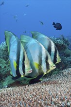 Pinniped batfish, Platax pinnatus, Komodo National Park, Indonesia, Asia