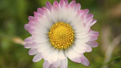 Daisies individually detailed and delicately depicted. Spring flower in the meadows