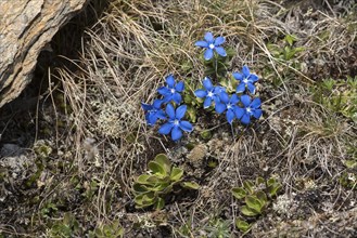 Spring gentian in the Stelvio National Park in South Tyrol