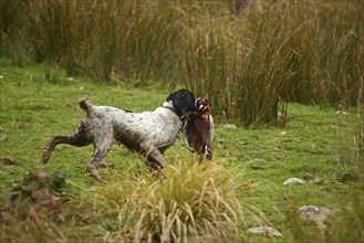 A retriever collects a bird during a pheasant hunt on the West Coast of New Zealand