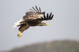 Seeadler, Haliaeetus albicilla, white-tailed eagle