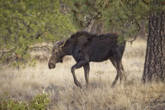 A large female moose is walking in Turnbull Wildlife Refuge near Cheney, Washington