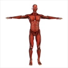 Human muscular system