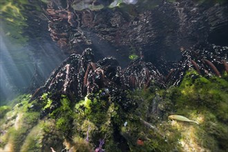 Mangroves in Jellyfish Sea, Jellyfish Sea, Micronesia, Palau, Oceania