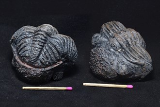 Two views of the same trilobite fossil on a black background. The tightly curled position shows