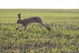 A hare hops across a field