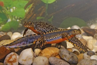 Alpine newt pair, Ichthyosaura alpestris, Syn.: Triturus alpestris, alpine newt, pair