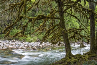 Temperate rainforest on the Englishman River on Vancouver Island in Canada