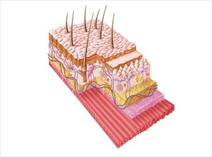 Anatomy of the human skin