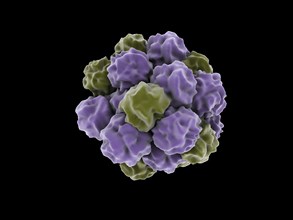 Conceptual image of a single norovirus