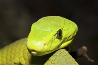 Common Mamba, Dendroaspis angusticeps, Kenya, Africa