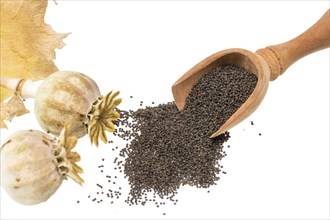 Fresh poppy with seed capsules and leaves, cropped on white