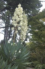 White flowers of yucca filementosa in garden setting