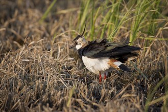 Kiebitz, Vanellus vanellus, Lapwing