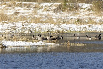 Autumn in Wisconsin, Flock of Geese on the river