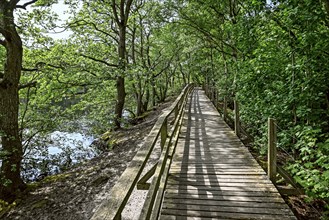 Boardwalk in the quarry forest at Vogelkoje Meeram, Amrum, North Frisian Island, North Frisia,