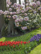 Cherry blossoms over a flower bed with red tulips and purple hyacinths, Amsterdam, Netherlands