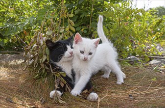 White kitten playing between rocks