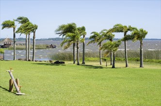 Palm trees blowing in a strong wind, windy weather, Beautiful scenery of palm trees on the lawn and