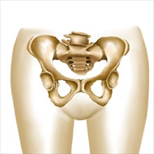 Anatomy of female hips and pelvic bones