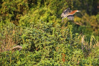 Rufescent tiger heron (Tigrisoma lineatum) Pantanal Brazil