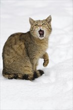 A wildcat sits in the snow and yawns