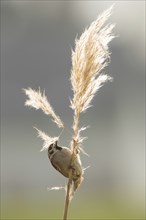 A tree sparrow sits on a pampas grass stalk and collects nesting material