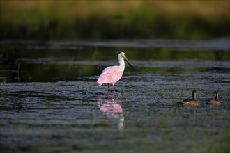 Roseate spoonbill (Ajaia ajaja) Pantanal Brazil