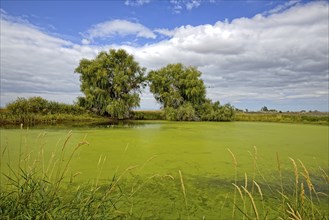 Two trees stand on the other side of a pond covered in green at Ninepipes wildlife refuge in