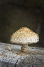 A close up of a large capped wild mushroom on a tree stump near Bonners Ferry, Idaho