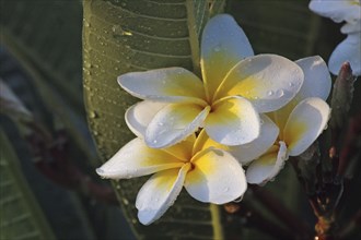 Frangipani flowers with rain drops