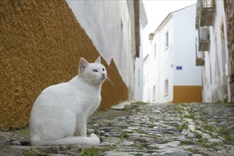 White street stray abandoned cat on stone road of a historic village with white buildings in