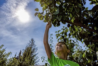 A young boy has fun picking fresh plums off of a plum tree