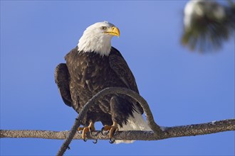 A large adult bald eagle is perched on a branch set against a blue sky in winter in north Idaho