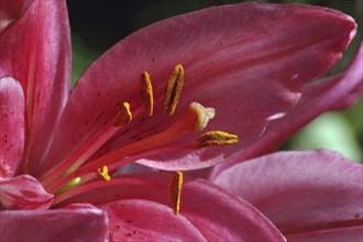 Closeup of pink Asiatic Lily, Royal Love, Hemerocallis flava