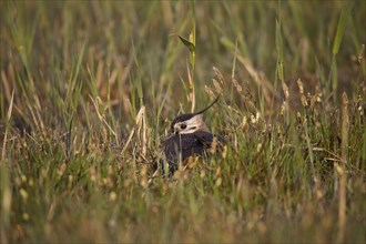 Kiebitz, Vanellus vanellus, Lapwing