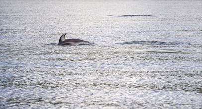 A white-striped dolphin dives again after catching its breath