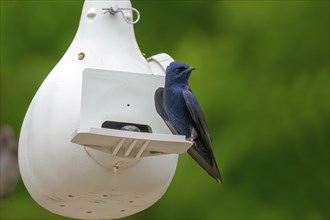 The purple martin (Progne subis), male sitting on edge of nest box