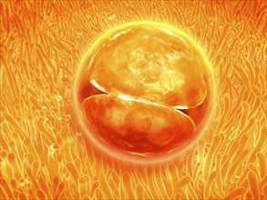 Embryo development 24-36 hours after fertilization