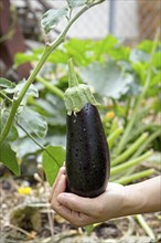 Holding a freshly harvested rip eggplant in a lush vegetable garden