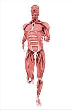 Medical illustration of male muscles running, front view