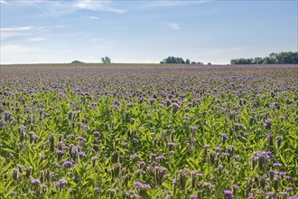 Field meadow with phacelia (bee pasture, bee friend, tufted beauty or tufted flower) in the midday