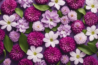 A striking floral display of white and pink flowers with green leaves against a dark purple