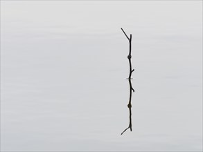 Reflection of a branch