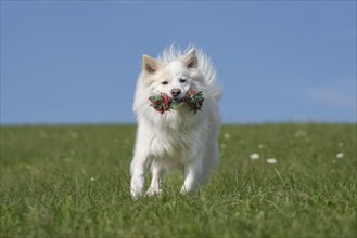 Retrieving Icelandic Hound