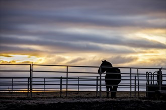 A lone horse stands behind the fence at sunrise in north Idaho