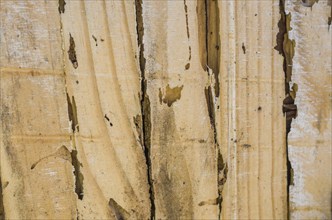 Wood texture destroyed by insect termite