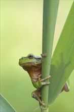 A European tree frog sits on a reed stalk